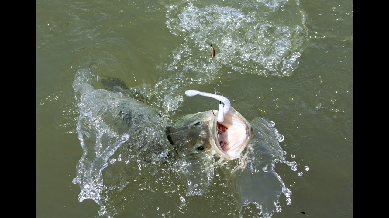 Ask an Angler: Virtual Fishing Course (Largemouth Bass Fishing Tips)