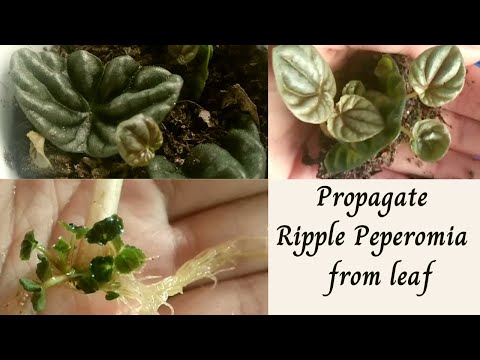 Video: Antibakteriālo Līdzekļu Atklāšana Bioloģiskā Testā: Peperomia Vulcanica, Peperomia Fernandopoioana Un Scleria Striatinux Skrīnings In Vitro