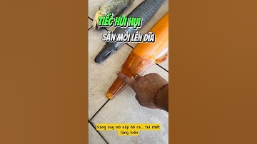 Cá săn mồi cắn xé trong bể cộng đồng và không qua khỏi - Nuôi cá dưỡng tâm