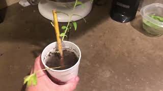 Flame Willow Update Video! Willows Root Fast! Willow In Water Propagation “VIDEO 2”