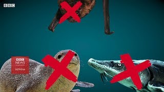 5 видів тварин, що зникають з України. Як їх врятувати?