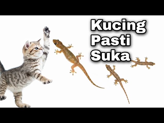 CAT GAMES - Video Mainan Kucing || Cicak bergerak dan suara cicak - YouTube