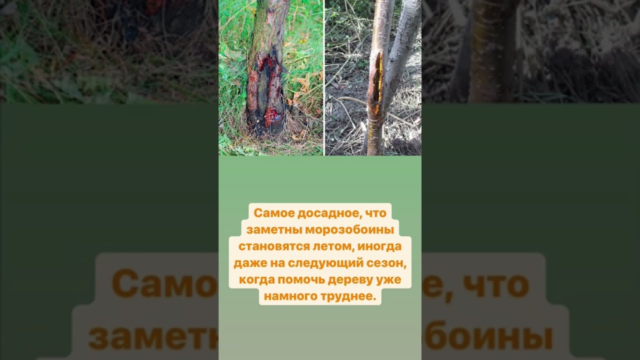 Только это убережёт стволы от морозобоин #дачныйагроном - YouTube