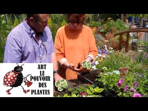 Vidéo: Trailing Geranium Ivy: Comment faire pousser des plantes de géranium à feuilles de lierre