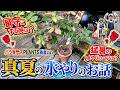 バラ専門店PLANTS長島店長の【真夏のバラの水やり】について🌹バラ専門店PLANTS長島店長のローズレスキュー!