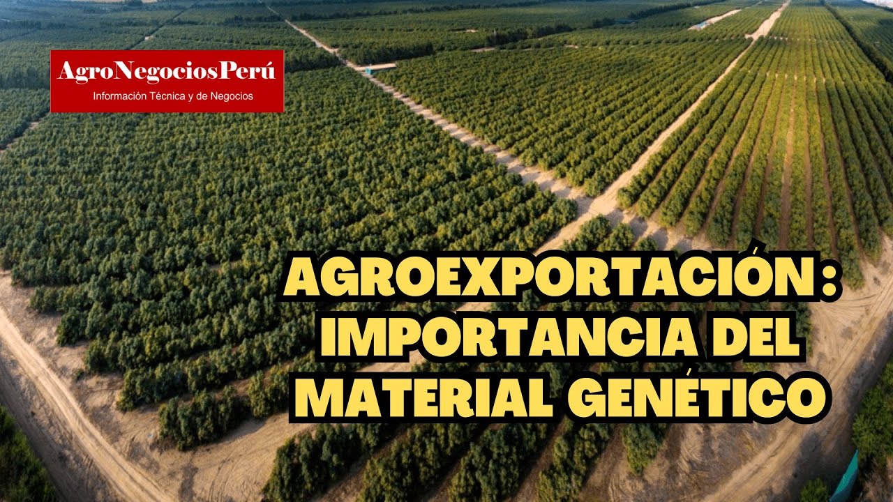 Agroexportación peruana es exitosa gracias que importa material genético de muy alta calidad