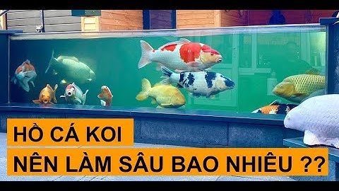 Nên nuôi bao nhiêu con cá koi trong một hồ năm 2024