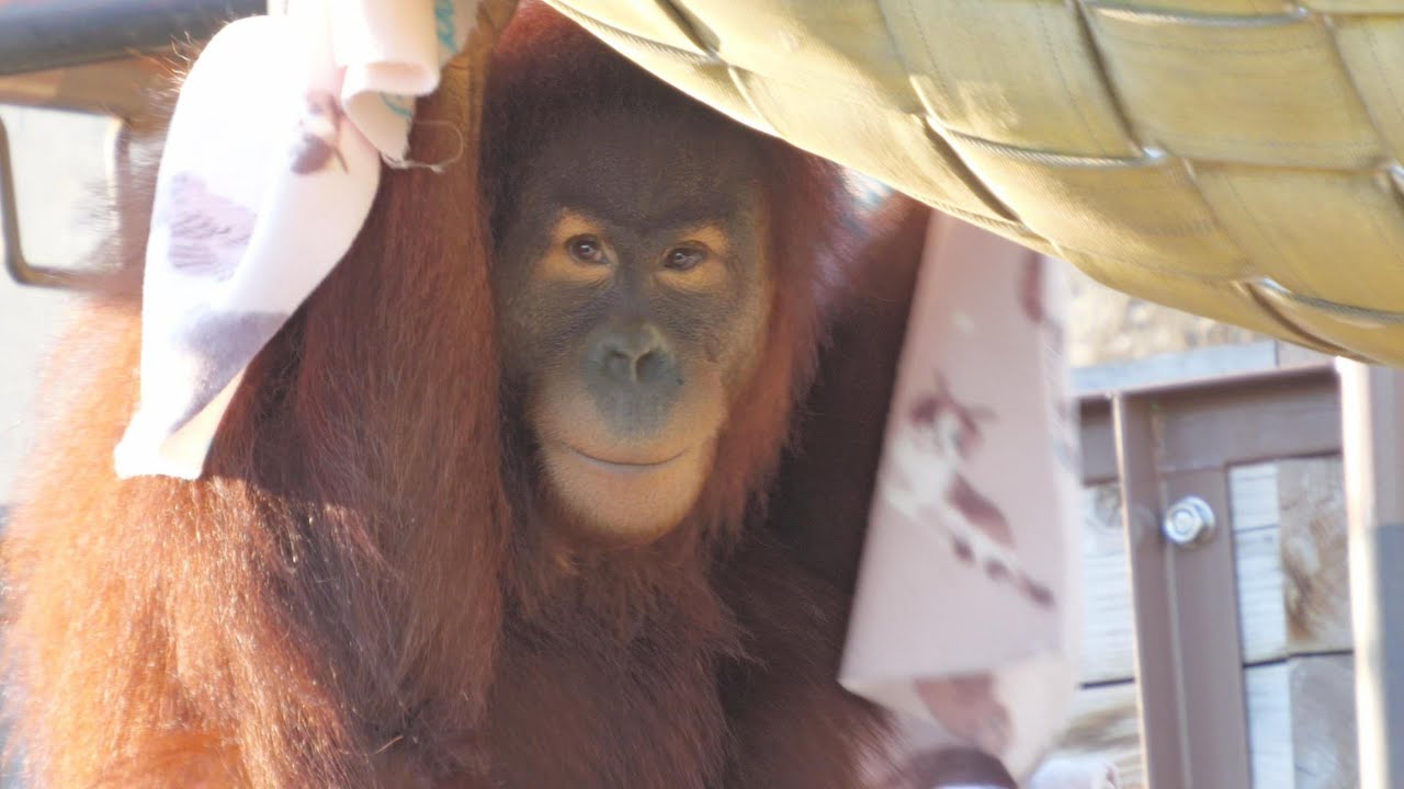 動物園の動画 maxresdefault.jpg