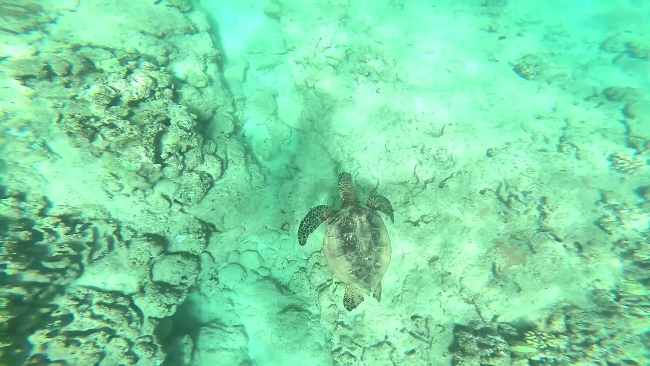 Electric Beach Oahu YouTube