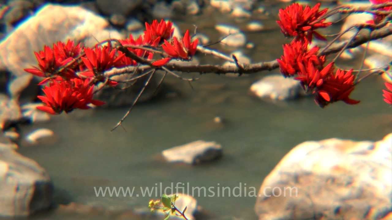 Coral or Erythrina indica flowering on the banks of the Ganga