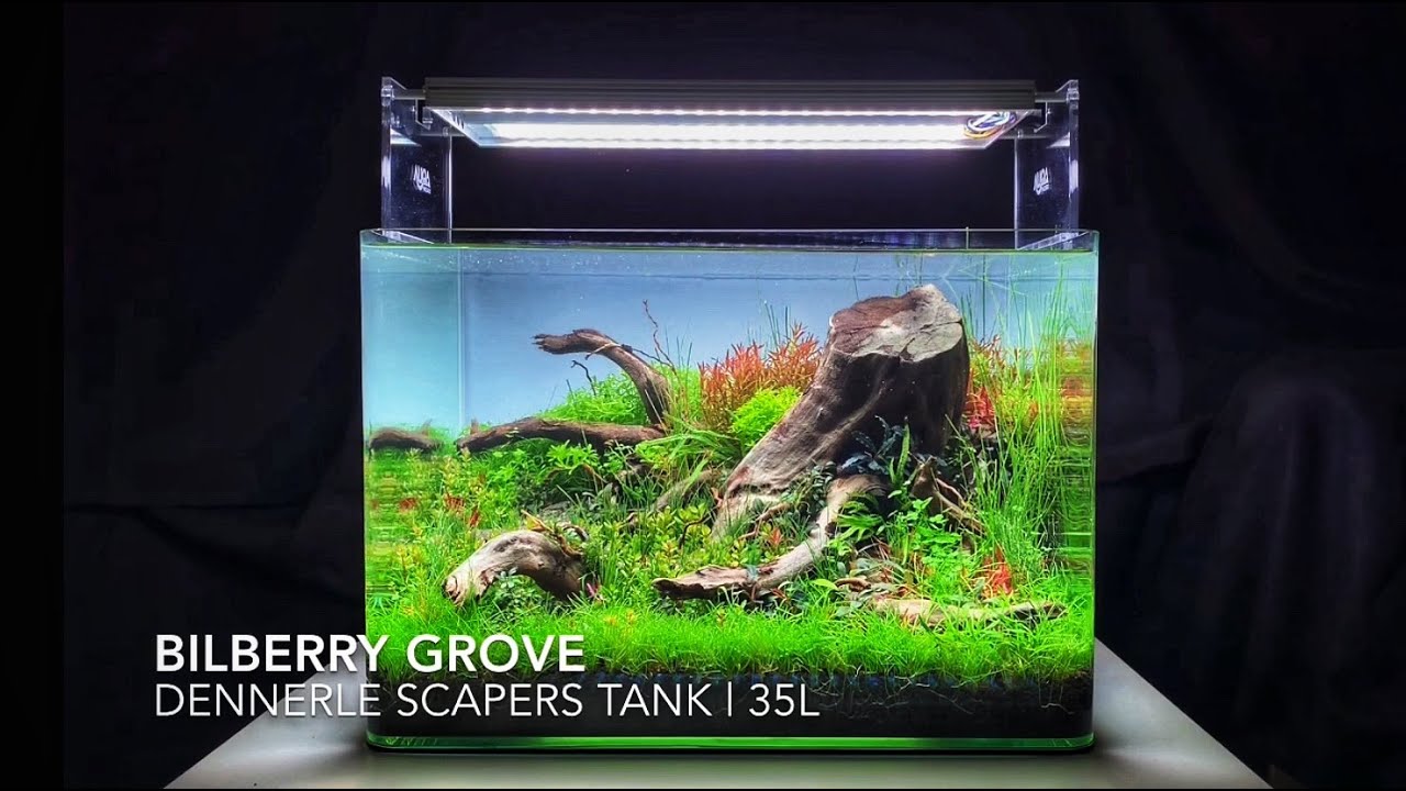 Verouderd Negen Treinstation Bilberry Grove | Aquascape - Dennerle Scapers Tank | 35 Liter Nano Aquarium  - YouTube