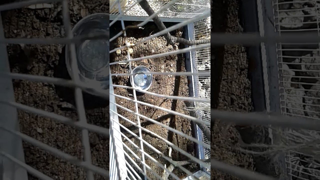 camera iphone 8 plus apk Matériel pour peruche ondulé.