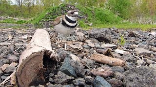 Killdeer Sits On Its Well-Camouflaged Nest