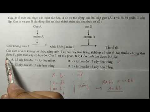 Video Tương Tác Gen - youtube
