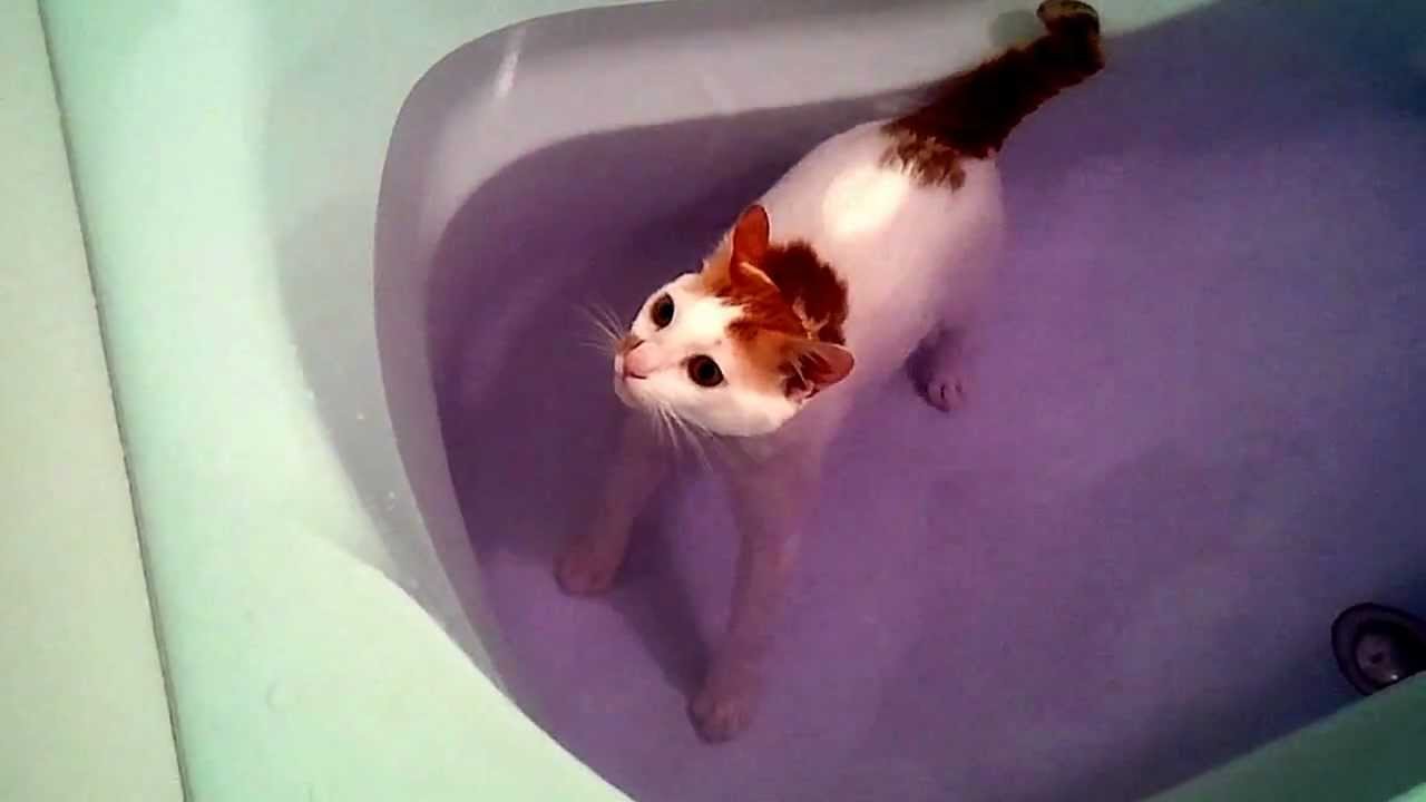 猫のお風呂の温度はどれくらいが適温？嫌がる場合どうする？｜にゃん 