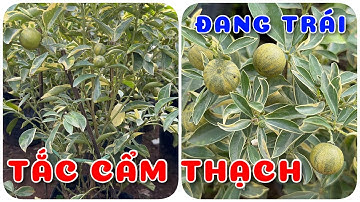 Cây Tắc cẩm thạch đang trái | 0386569374 - Ngọc Ngân Bến Tre | Chuyên cây độc lạ