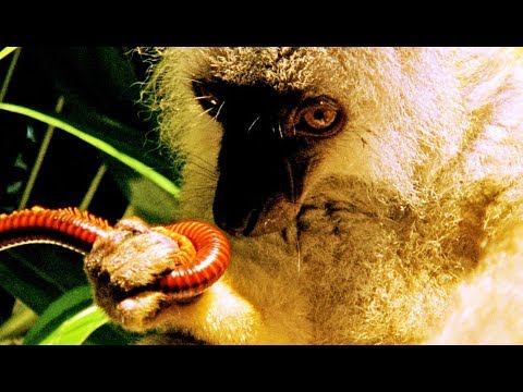 Drogue : un lémurien se défonce aux mille-pattes - ZAPPING SAUVAGE
