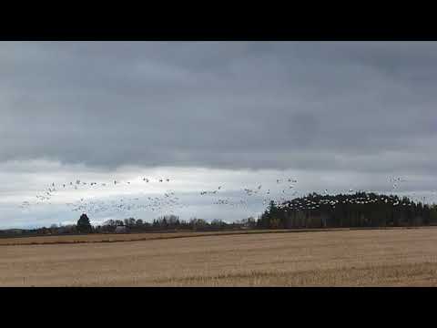 კანადური თეთრი(თოვლის) ბატი (კვებეკი, კანადა).