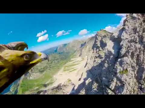 Alplerin üzerinde uçan kartala kamera takılınca ortaya çıkan muhteşem görüntüler.