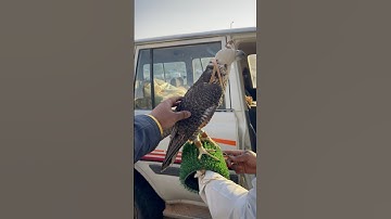 Falcon #falcon #birds #birdslover #falcons #falcon #viralvideo #trending #middleeast