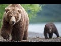 Голодный медведь держит в страхе целый город в Магаданской области