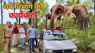 गिद्ध को लेकर वन विभाग ने किया कार्यवाही | Forest Department ने Vulture को जंगल में release करवाया !