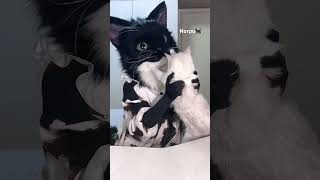 Unbelievablemiu Got Bonkedtragicº º