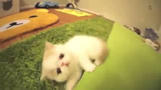 Кенгуру Се Бори Кучета, Котки Смешни Видео 2014 Смешно Video2014S