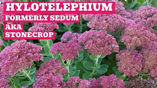 Hylotelephium (Formerly Sedum) Showcase | Stonecrops To Add Colour & Intrigue To Your Garden