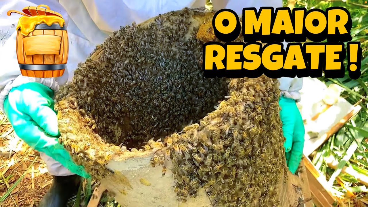 RESGATE EM BUBINA DE FIAÇÃO ABELHAS APIS DICAS !