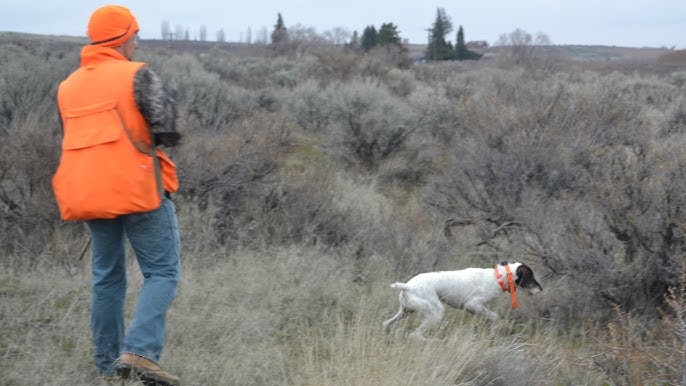 Place Boards and Pointing Dogs-Part 1 