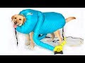 10 КРУТЫХ ВЕЩЕЙ ДЛЯ СОБАК С ALIEXPRESS #2