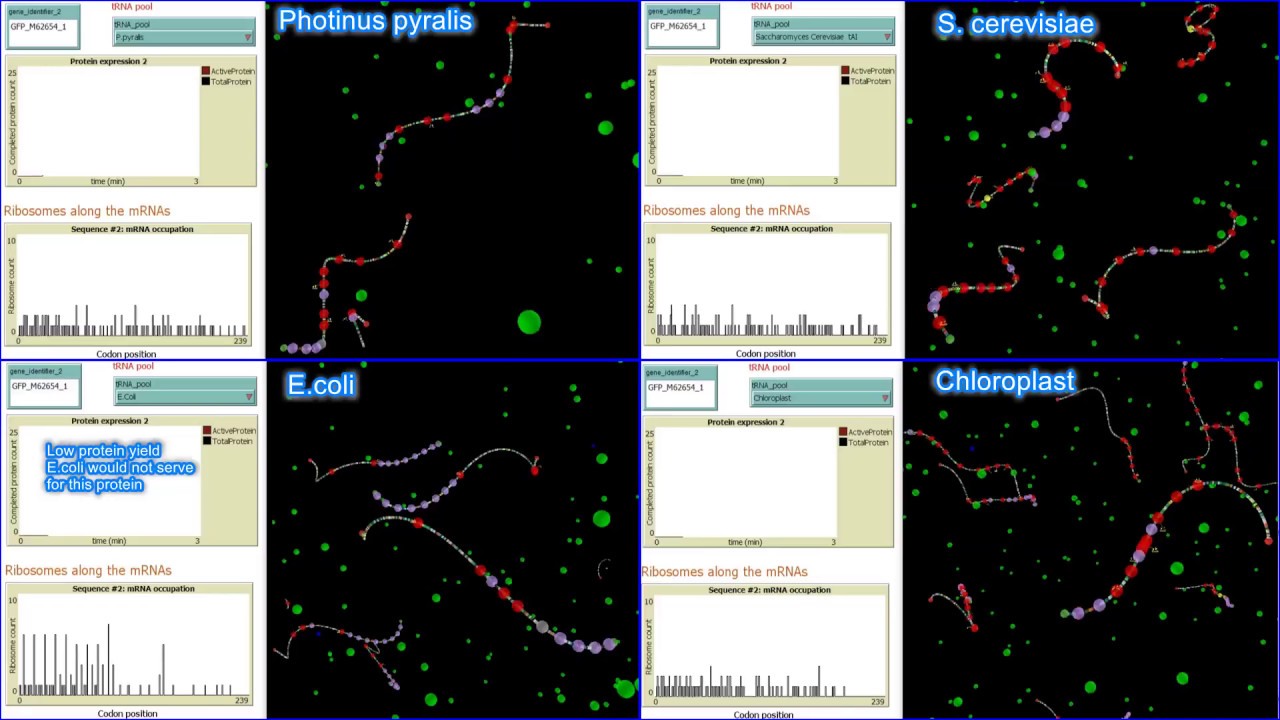 Simulation allows to choose the best host for your protein expression