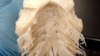 Splanchnocranium of a Shark Osteology Chondrology Splanchnocranium Shark