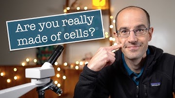 Cheek cells under the microscope