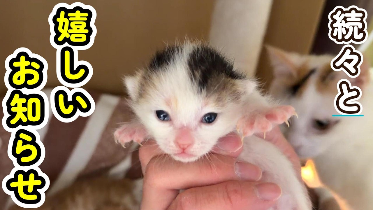 Finally, baby number two has opened her eyes! - YouTube