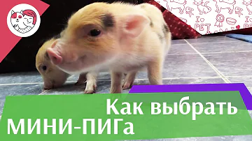 5 правил выбора мини-пига на ilikepet