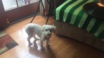 "FIrst Ever Rav Vast Music Group 60 Second Challenge"