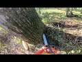 Große Pappeln fällen | Liebherr 920 | Husqvarna 572 | Teil 06