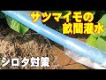 サツマイモの畝間灌水