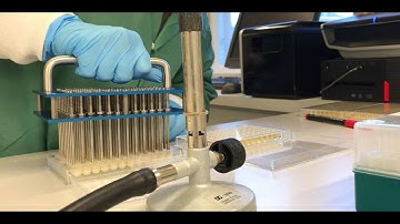 Inoculation of 96 strains AT ONCE #PhD #Lab
