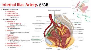 Internal Iliac Artery - M1 Perineum