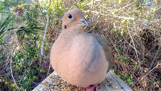 Mourning Dove Eating Close Up - Animal ASMR!