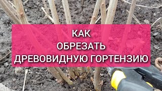 Как обрезать древовидную гортензию для пышного цветения