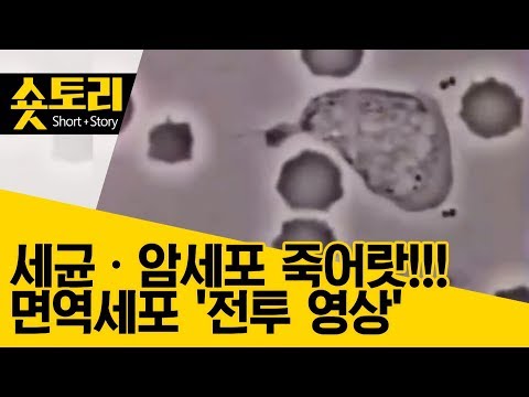 [숏토리] "세균·암세포 죽어랏!!" 몸속 면역세포 &rsquo;전투 영상&rsquo;