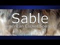 Sable American Cocker Spaniel の動画、YouTube動画。