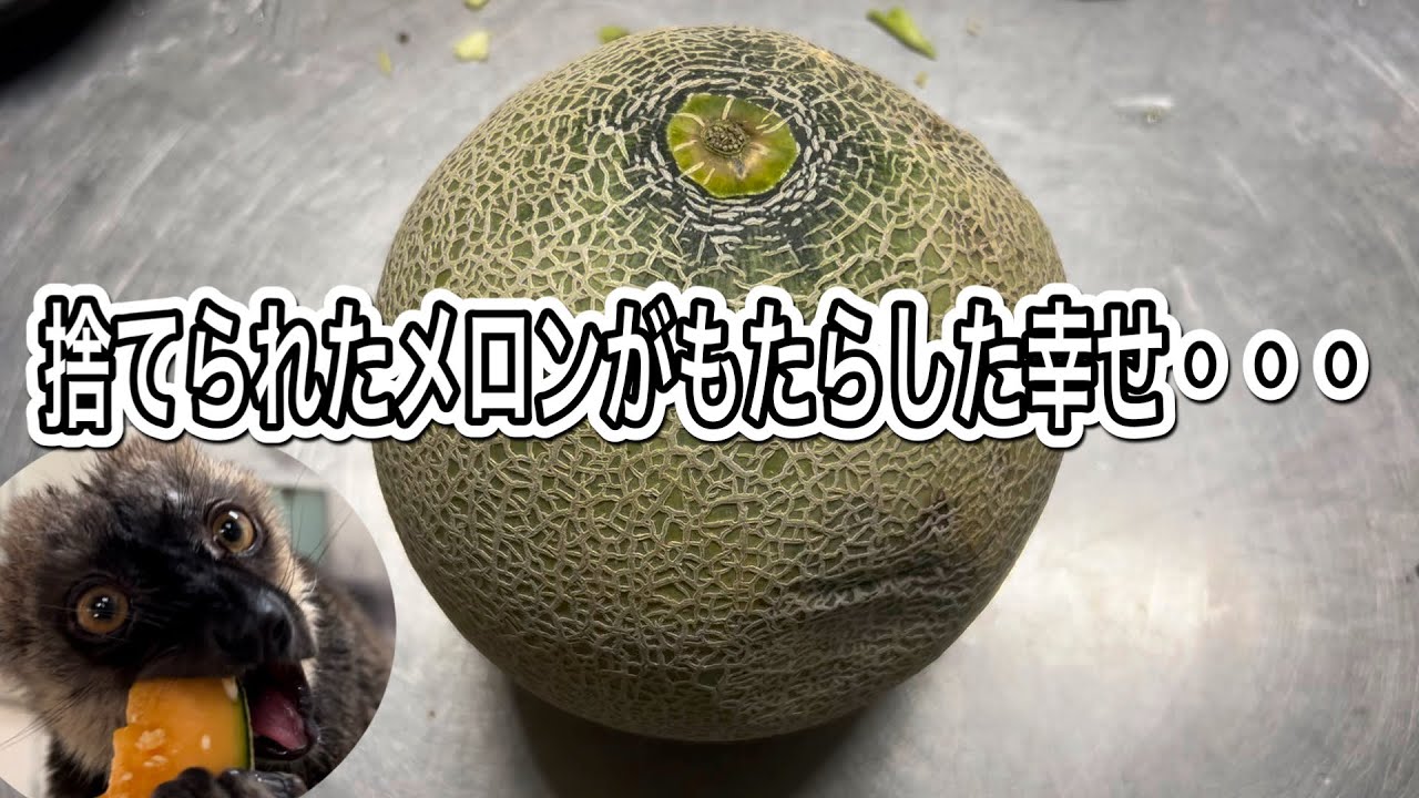 傷んで商品にならず廃棄されるメロン・・・。そんなメロンが動物達にもたらした幸せ♫