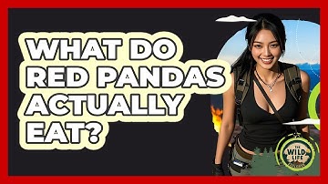 What Do Red Pandas Actually Eat? - The Wild Life Explorer