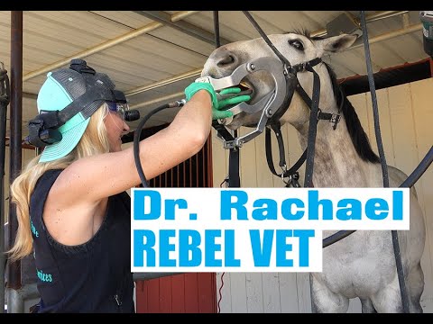 Dr. Rachael Veterinarian 'Rebel Vet' Episode 1 Wolf Tooth