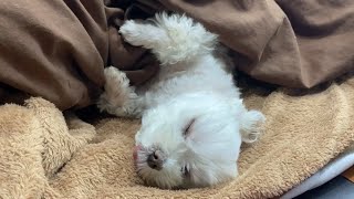 ダメな犬はいない NO BAD DOGS ダメな犬はいない NO BAD DOGS
